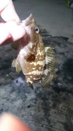 こんなところに、