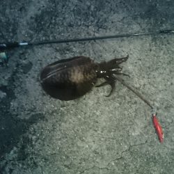 夏イカ～台風後の濁り