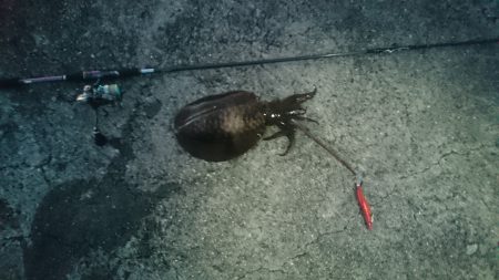 夏イカ～台風後の濁り