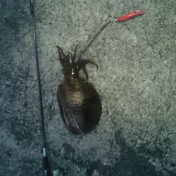 夏イカ～台風後の濁り