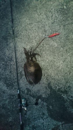 夏イカ～台風後の濁り