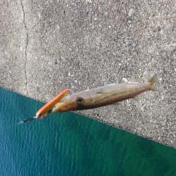 この時期楽しい、カマスゲーム