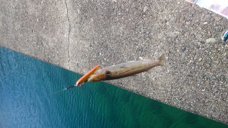 この時期楽しい、カマスゲーム