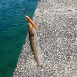 この時期楽しい、カマスゲーム