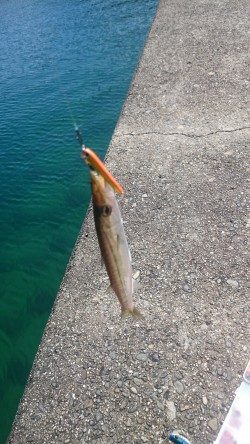 この時期楽しい、カマスゲーム