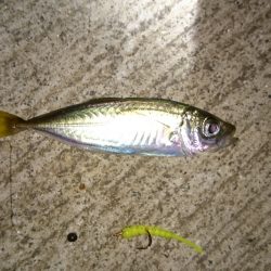 マメアジきたー