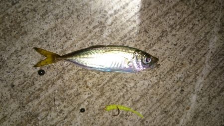 マメアジきたー