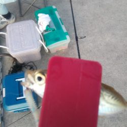 暴風豆アジング