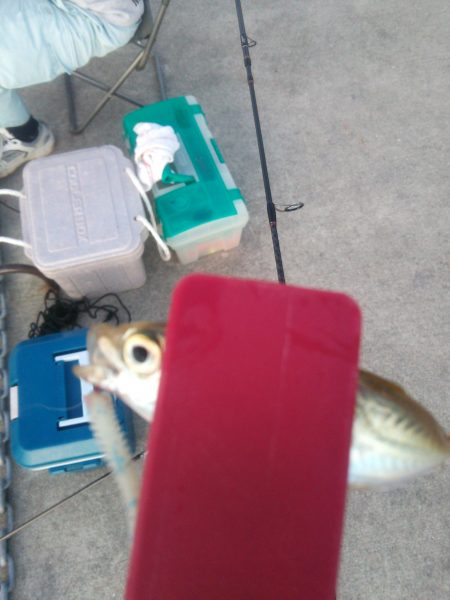 暴風豆アジング