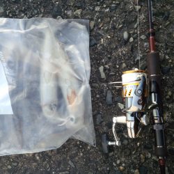 夏エギング＆キッシング！！