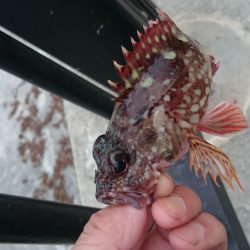 ガシラに始まりガシラに終わる