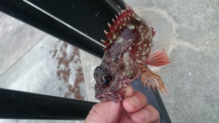 ガシラに始まりガシラに終わる