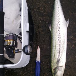 ショアジギでサワラ