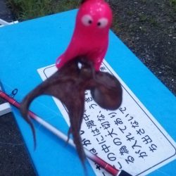 やっと舞洲にも癒しの新子到来!!