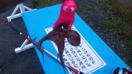 やっと舞洲にも癒しの新子到来!!