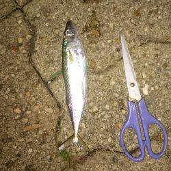 同じ青物ですが