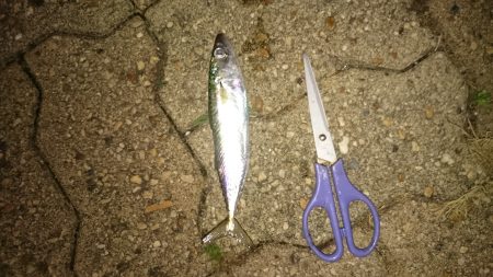 同じ青物ですが