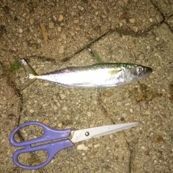 同じ青物ですが