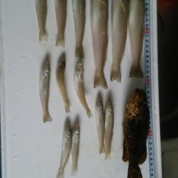 メバリングと投げ釣り