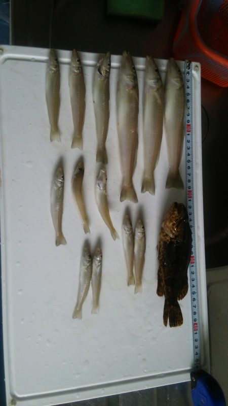 メバリングと投げ釣り