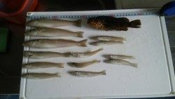 メバリングと投げ釣り