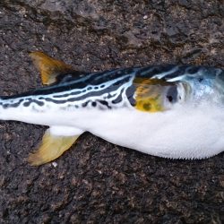 ライトショアジギング