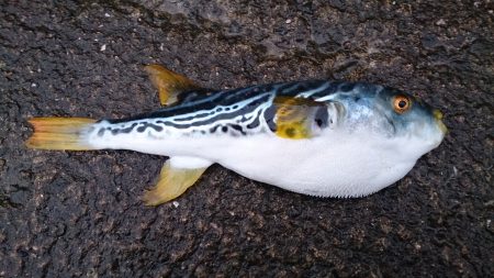 ライトショアジギング