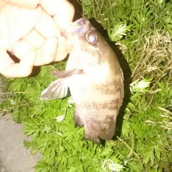 アジがいないのでメバル狙い