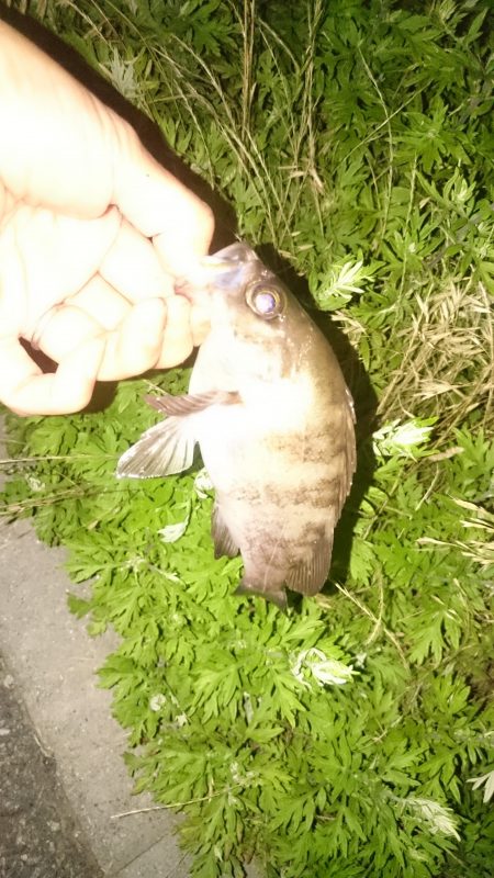 アジがいないのでメバル狙い