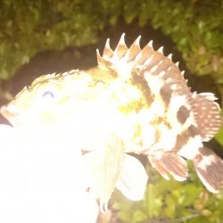 アジを探してきました