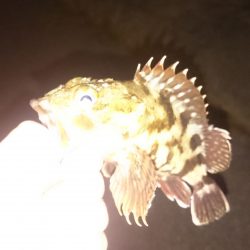 ガシリングなのです