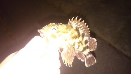 ガシリングなのです