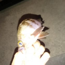 アジングはまだかなー