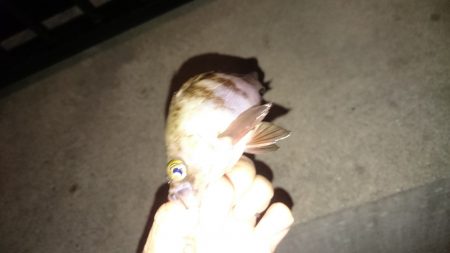 アジングはまだかなー