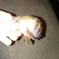 アジングはまだかなー