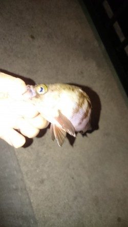 アジングはまだかなー