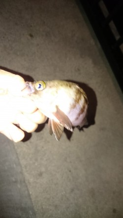 アジングはまだかなー