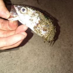 さばはよく引きます