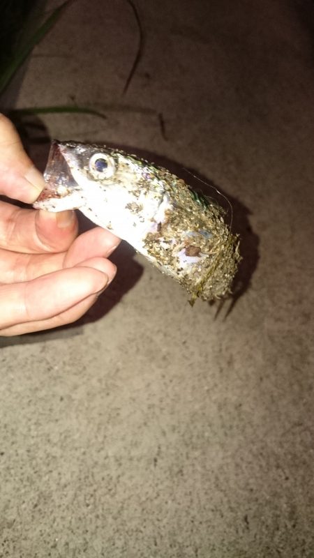 さばはよく引きます