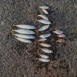 強風のなかサビキ釣り