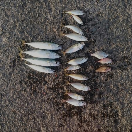 強風のなかサビキ釣り