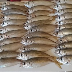 台風後のカゴ釣り