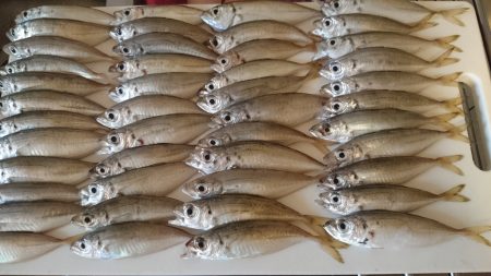 台風後のカゴ釣り