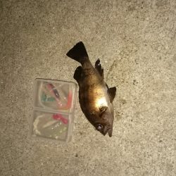 台風の後はどんな感じかな