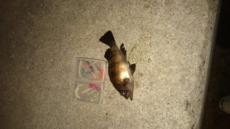 台風の後はどんな感じかな