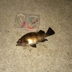 台風の後はどんな感じかな