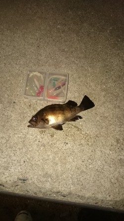 台風の後はどんな感じかな