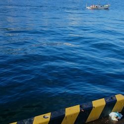 豆アジ 大漁です