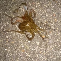 仕事帰りにちょっとだけよー