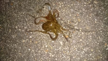 仕事帰りにちょっとだけよー